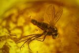 Three Fossil Flies (Diptera) In Baltic Amber #159782-1